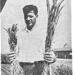 Wheat that put bread into the mouths of millions