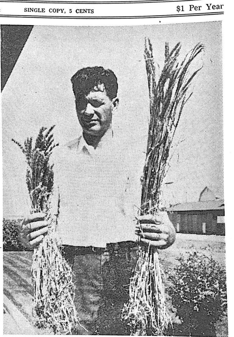 Our History, 1964 Wheat that put bread into the mouths of millions