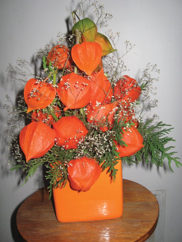 Is the reward of growing Chinese lanterns worth the risk? Manitoba Cooperator