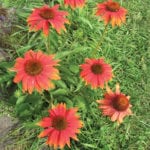 Echinacea will form nice-size clumps in the garden, like this newer orange variety.