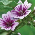 Mallow is an old-fashioned plant that breeders have developed new varieties and hybrids of.
