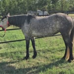 A yawning horse can be a prompt to delve deeper into that animal’s health and welfare.