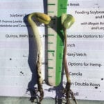 Attendees to the MPSG SMART Day take a look at a shallow-seeded soybean, compared to the swollen hypocotyls of one planted too deep and in compacted soil.
