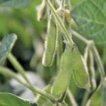 Soybean growth still faces some challenges, Soy Canada says.