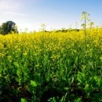 Changing moisture conditions at flower had farmers hunting for answers on whether to spray for sclerotinia, or leave the fungicide alone.