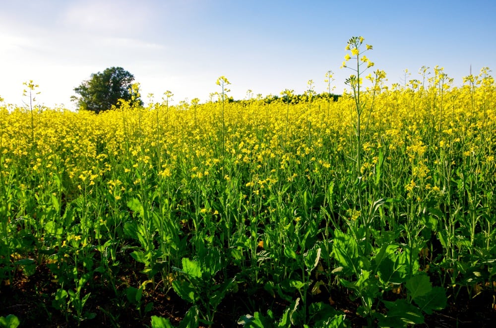 Changing moisture conditions at flower had farmers hunting for answers on whether to spray for sclerotinia, or leave the fungicide alone.