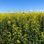 Recent sweltering temperatures could affect prices for Canadian canola as dryness concerns stretch across Manitoba and Saskatchewan.