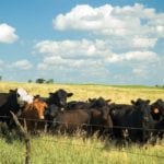 Beef producers are celebrating the end of a U.S. TB testing requirement.