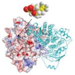 A depiction of the herbicide molecule (top), which inhibits an enzyme (bottom) that plants need.