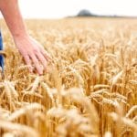 Even though a few GM wheat plants were found outside of a designated area for research, customers can have absolute confidence in Canadian wheat.