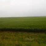 Canada Prairie Spring Red wheat bids fell anywhere from $8 to $10 per tonne on the week.