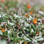 The researchers studied Acmispon strigosus, a plant in the pea family that is native to the southwestern United States.