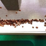 asian lady beetles