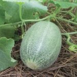 The netted skin of a cantaloupe can harbour contaminants.