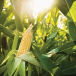 Corn on the cob is delicious and nutrient packed.