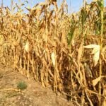 Some Manitoba cornfields, or parts of them, are maturing faster than usual because of the previous hot and dry growing conditions.