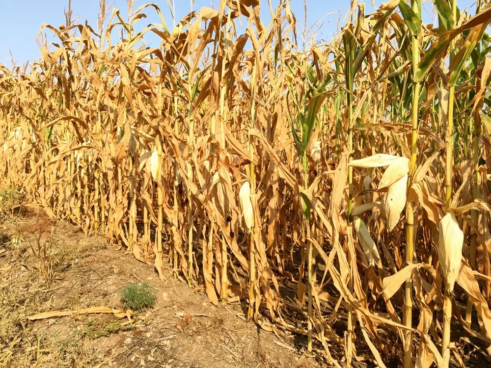 Some Manitoba cornfields, or parts of them, are maturing faster than usual because of the previous hot and dry growing conditions.