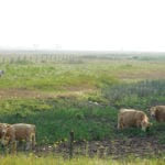 Moisture-starved pastures have livestock foraging harder for feed, and provincial experts warn that toxic plants could be eaten accidentally.