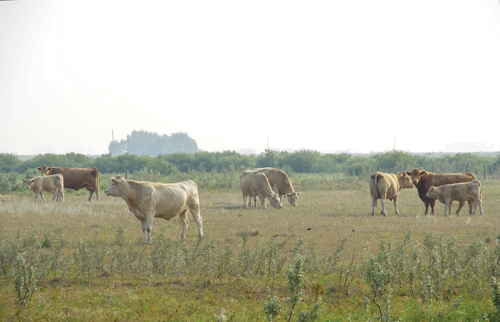 Feed shortage looms