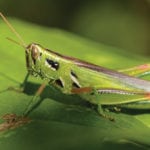 Grasshoppers are on the move. When scouting fields for the insect, Manitoba Agriculture entomologist John Gavloski says be aware sometimes grasshoppers will be mainly on field edges as they move in from ditches.