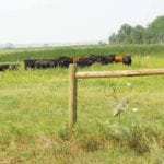 MBFI researchers recommend giving paddocks at least 75 days of growth between grazings.