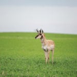 An antelope in the Parkland region of Manitoba is very rare.