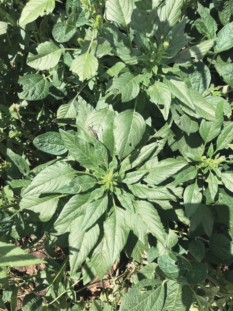 North Dakota asks farmers to watch for Palmer amaranth in their fields