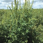 Palmer amaranth can grow to be six to eight feet tall and produce a million seeds
a year.