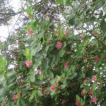 “Arnold Red” is covered with bloom
in early June.