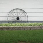 Bishop’s goutweed looks effective along a north-facing foundation in a raised bed, and a wagon wheel adds interest.