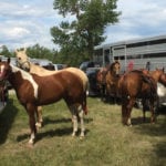 Horses that have travelled to events and commingled with others are especially vulnerable to nEHV-1 infection.