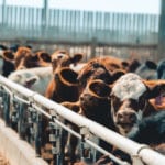Drought in the winter wheat grazing area of the southern Plains caused early movement of calves from wheat pastures into feedlots.