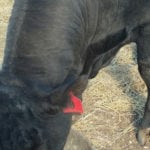 A bull recovering from foot rot, which can be caused when cattle avoiding flies stand in water for long periods.