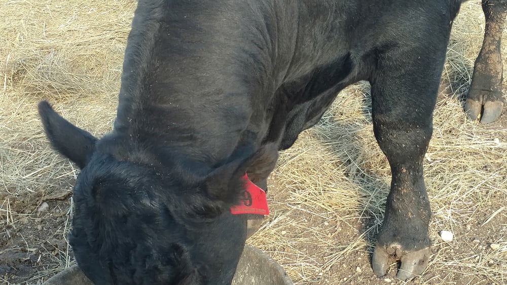 A bull recovering from foot rot, which can be caused when cattle avoiding flies stand in water for long periods.