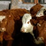 Poor pastures and high feed prices are seeing cattle go to market earlier than planned.