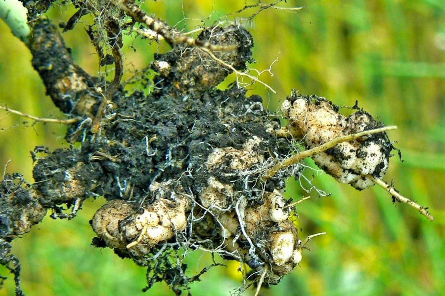 A second case of clubroot has been discovered in the R. M. of Lorne according to Manitoba Agriculture’s Aug. 15 Manitoba Insect & Disease Update.