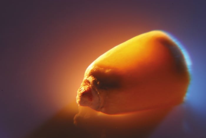 Farmers may be hesitant to plant soybeans next year due to market uncertainties related to the U.S.-China trade war, and if so, this could mean more corn acres and a potential glut in the market in 2019.