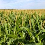 Corn growing in St. Andrews on Aug. 7, 2018. If you planted corn, you’re likely happy with all the hot weather on the Prairies this season.