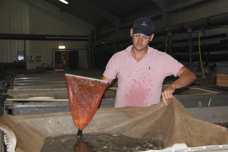 Trout fingerlings for sale in Manitoba Manitoba Cooperator