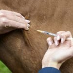Health Canada plan could harm veterinary drug market, CAHI warns