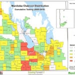 The map shows positive clubroot findings by RMs, which have been highlighted to show the highest concentration of spores. This does not mean all fields in the RM have these concentrations. As spore concentrations can be highly variable within a field, the RM classification indicates only the maximum concentration found in any field in the RM. Further explanation on the concentration categories are as follows: RED = Symptoms observed: Clubroot symptoms have been observed in fields in this RM. Management to prevent continued buildup or spread of this pest should be implemented.
ORANGE = 10,001 to 80,000 spores/gram soil: Spores have been found in fields in this RM at concentrations approaching levels known to cause field symptoms. Without management, concentrations may increase to where symptoms are visible.
YELLOW = 1,001 to 10,000 spores/gram soil: Clubroot spores have been found in this RM at low to intermediate levels. With proper management, spore concentrations can decline.
GREEN = zero to 1,000 spores/gram soil: Clubroot spores have not been detected, or detected at very low levels. At this concentration, clubroot is not a major concern, but fields should be monitored. Retesting is recommended within the next five years.
It is generally reported that 100,000 spores/gram of soil are required to see symptoms under field conditions, but symptoms can still appear under favourable conditions.
As less than 10 per cent of farms in Manitoba have been sampled, it is recommended that all fields be tested, regardless of RM classification. 
