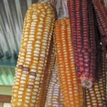 Sierra mix corn variety found in Oaxaca, Mexico.