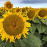 These sunflowers appear to have thrived during the recent heat wave.