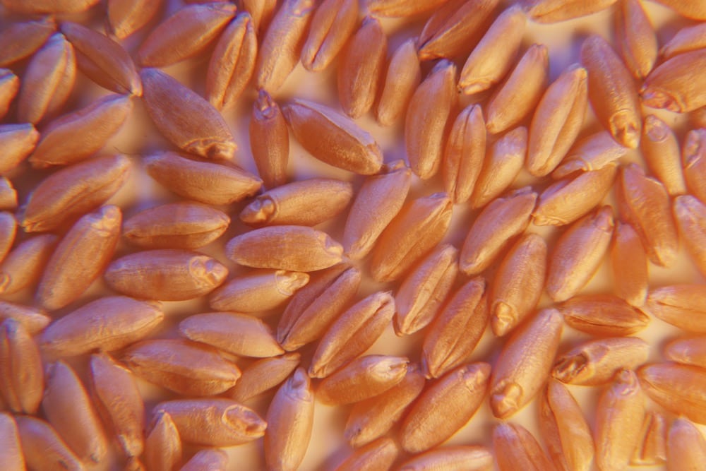 Average durum prices on the week were narrowly mixed.