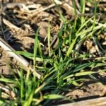 One agronomist says that in order to grow a more uniform stand with greater yield, winter wheat growers should aim for 33 plants a square foot.