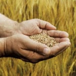 2018 variety selection data for winter wheat and fall rye