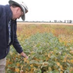 Manitoba Agriculture pulse crop specialist Dennis Lange, seen here assessing soybean maturity Sept. 14, 2017 at the Morden Research and Development Centre, estimates soybean crops are maturing about two weeks earlier than last year due to the dry and hot growing conditions most of the summer.