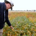 Manitoba Agriculture pulse specialist Dennis Lange is suggesting farmers check their soybean fields for mature, green-seeded soybeans and if the percentage is high consider delaying harvest and also consulting with buyers.