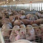 Manitoba pork producers are awaiting resolution on the trade front so they can return to profitability.