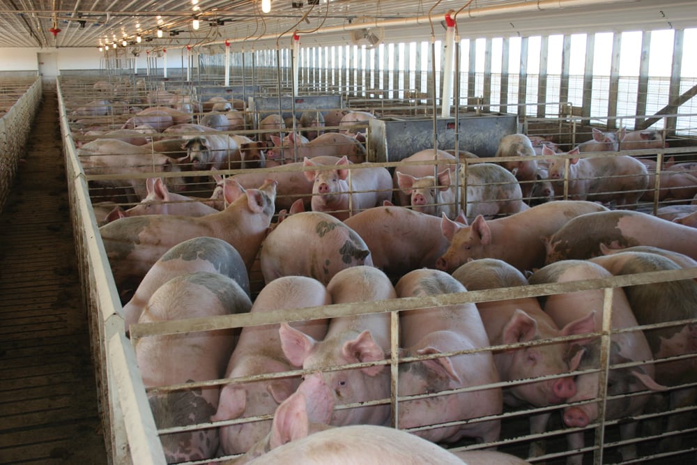Manitoba pork producers are awaiting resolution on the trade front so they can return to profitability.